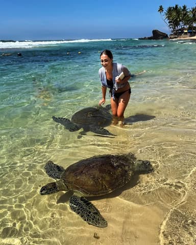 Turtles - Bentota